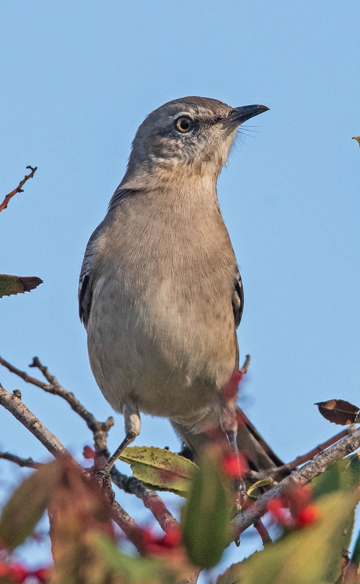 Northern Mockingbird - ML645278386