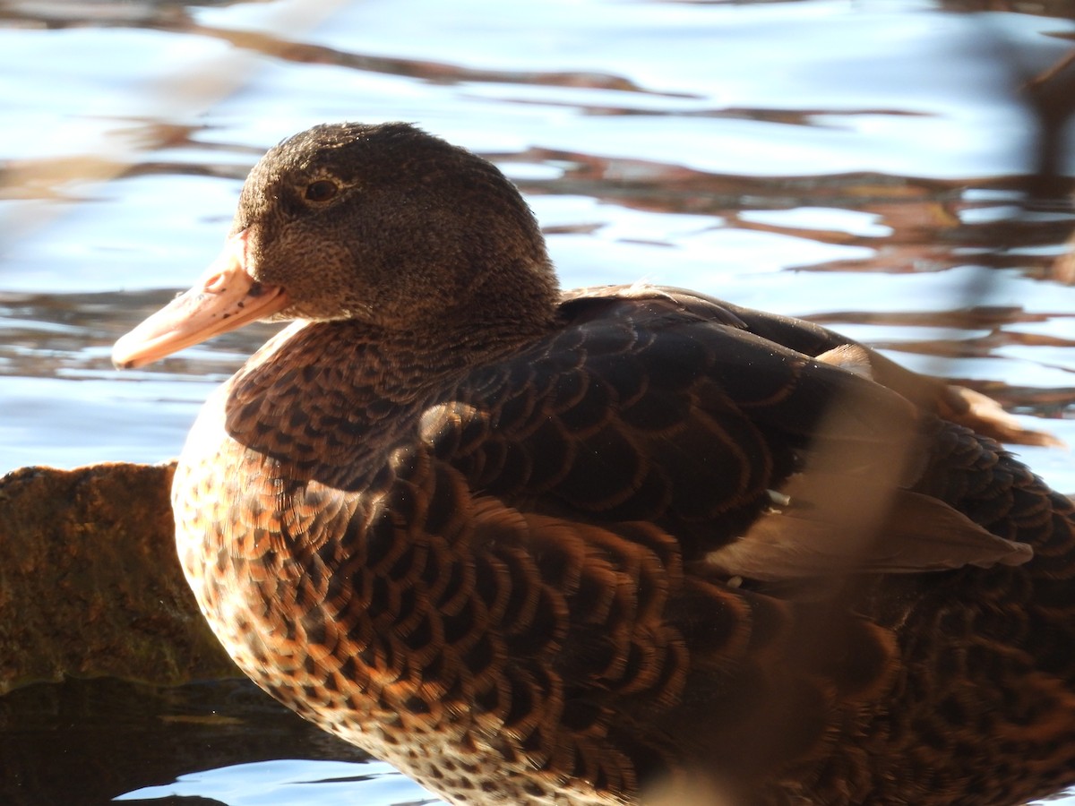 Кряква (Одомашенного типа) - ML645278397