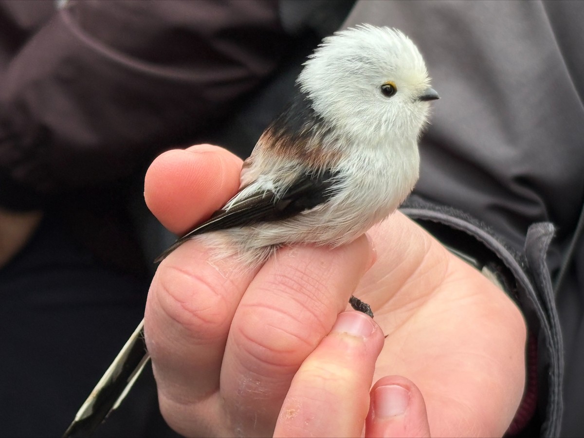 Long-tailed Tit - ML645278399