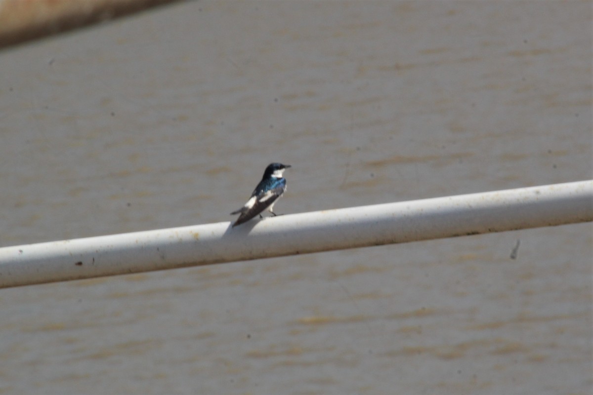 White-winged Swallow - ML645278403