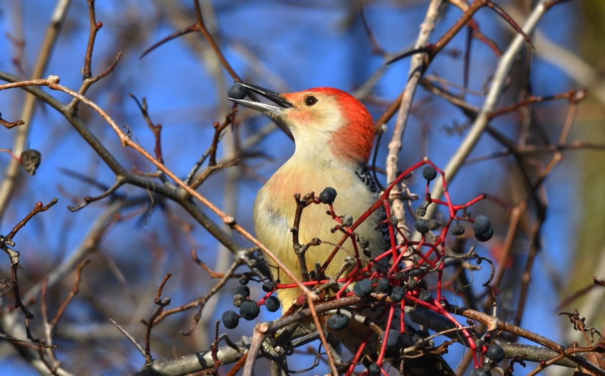 Red-bellied Woodpecker - ML645278408