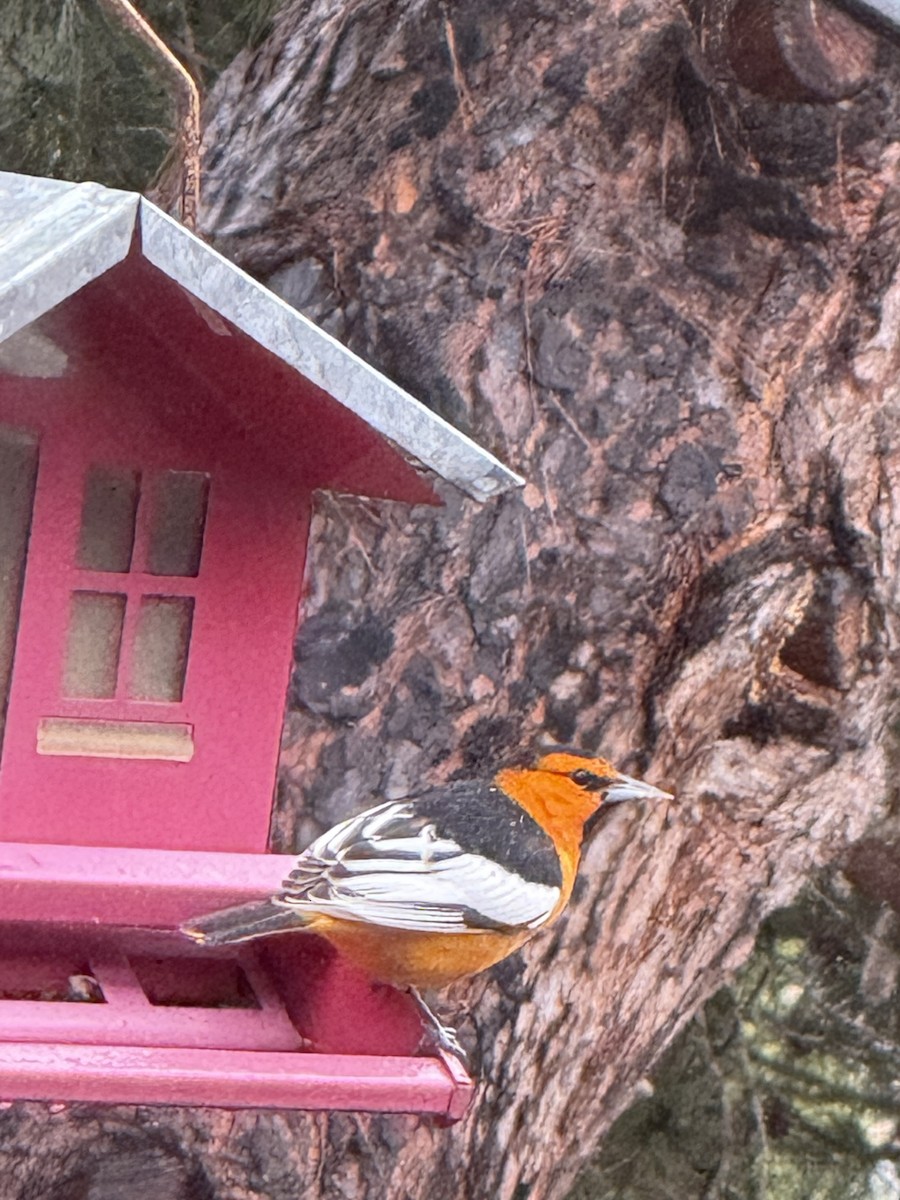 Bullock Turpiyalı - ML645278410