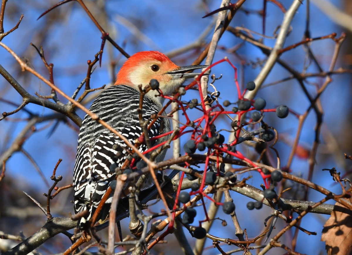 Red-bellied Woodpecker - ML645278413
