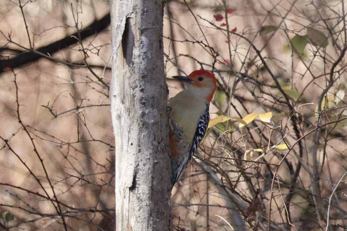 Red-bellied Woodpecker - ML645278418