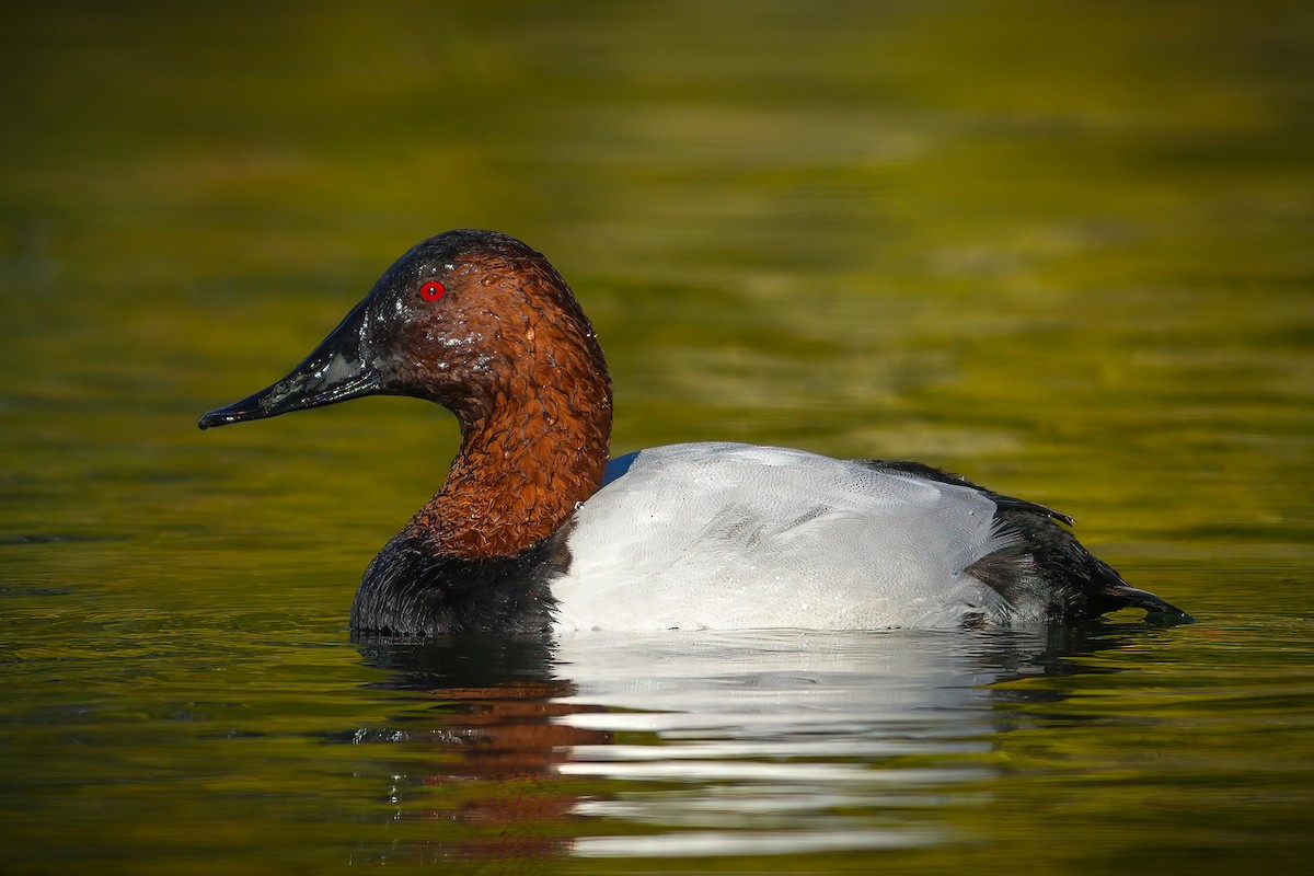 Büyük Elmabaş - ML645278419