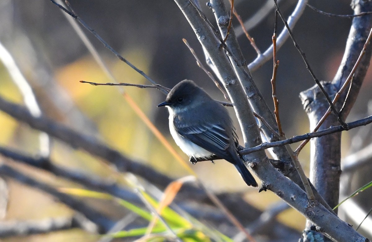 Eastern Phoebe - ML645278422