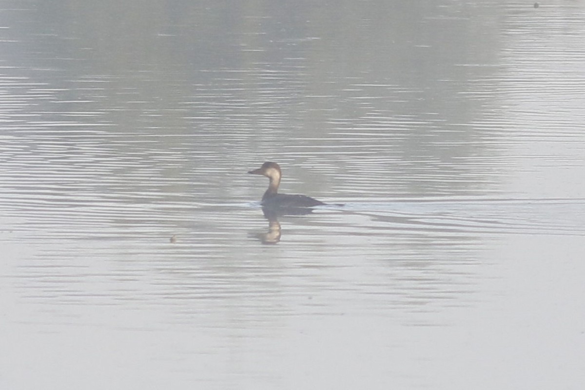 Black Scoter - ML645278433