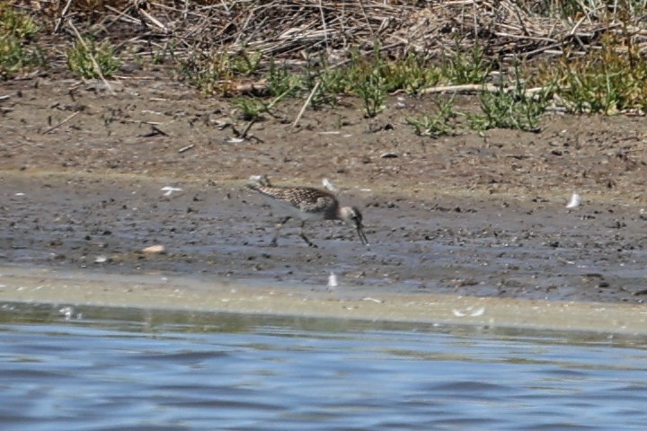 タカブシギ - ML645278463
