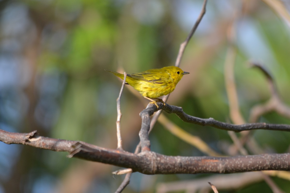 Northern/Mangrove Yellow Warbler - ML645278464