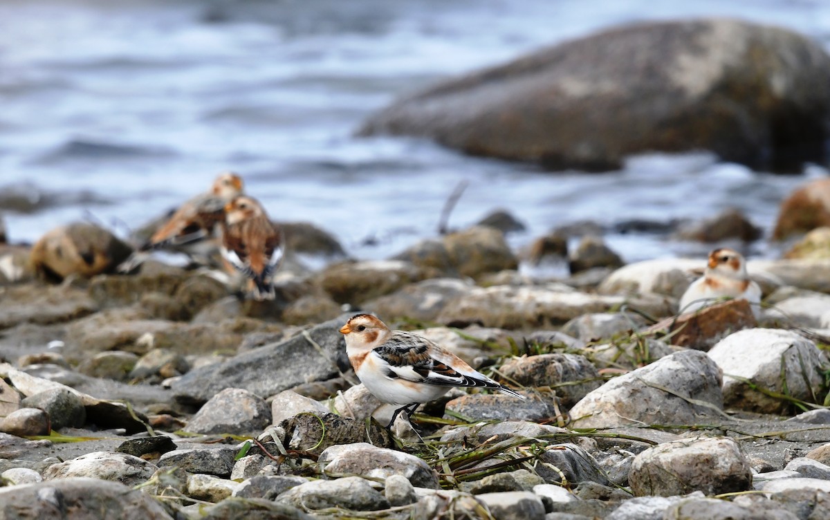 Snow Bunting - ML645278468