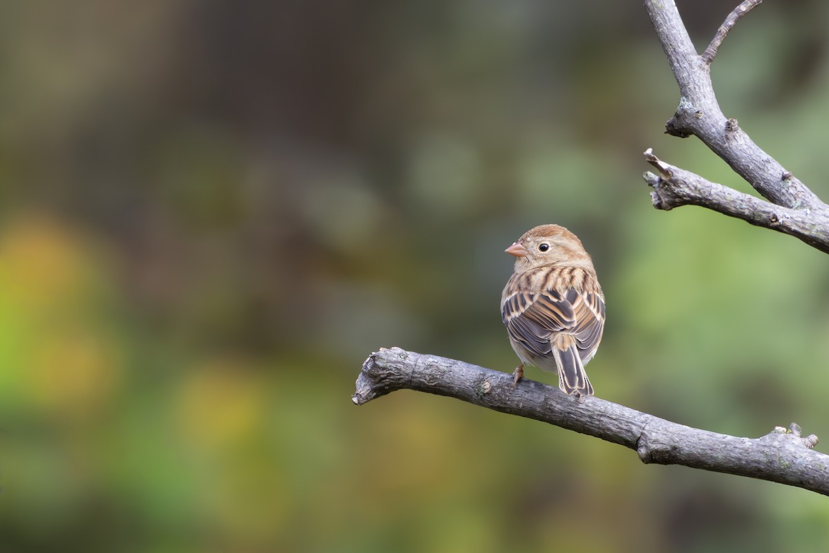 Field Sparrow - ML645278474