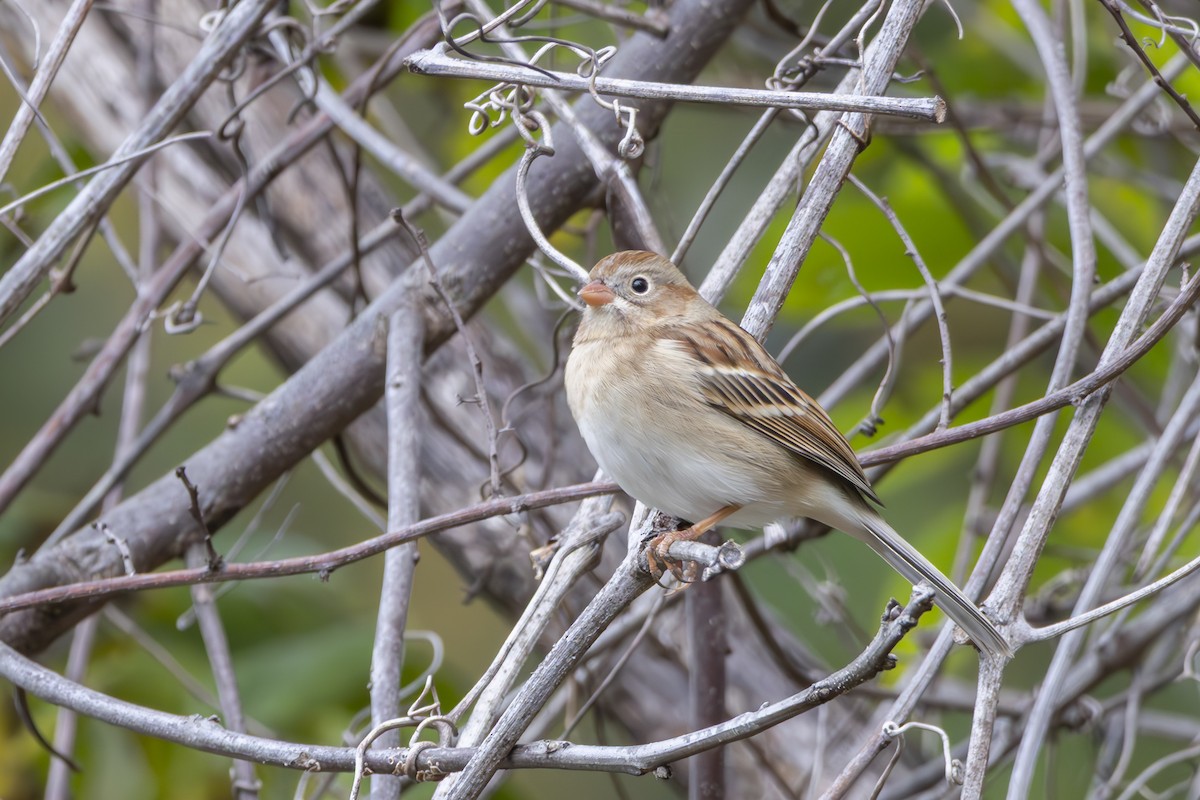 Field Sparrow - ML645278475