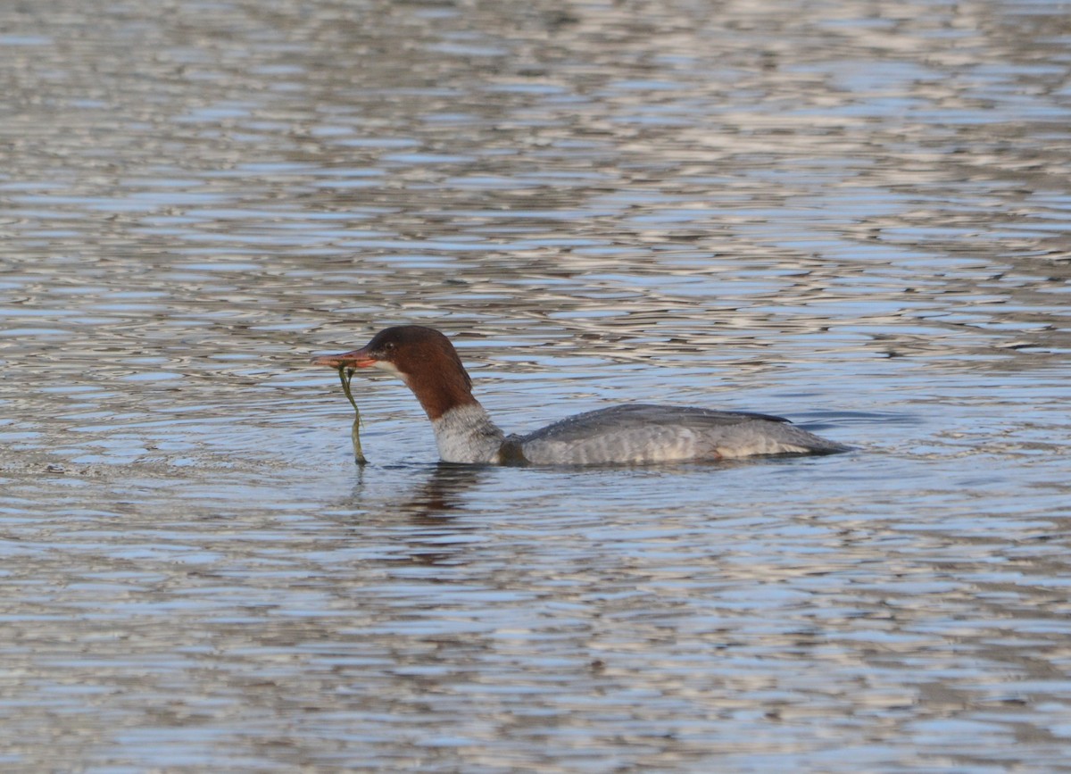 Common Merganser - ML645278482