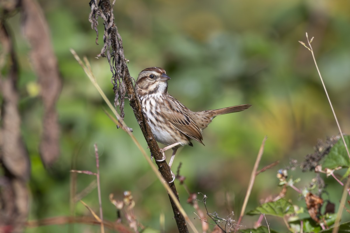 Song Sparrow - ML645278489