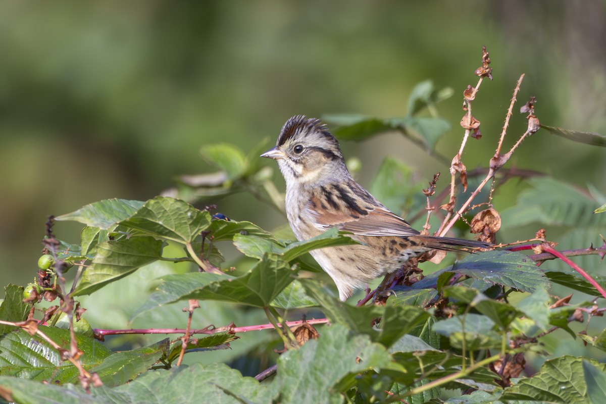 Swamp Sparrow - ML645278505