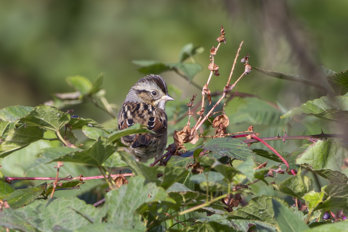 Swamp Sparrow - ML645278506