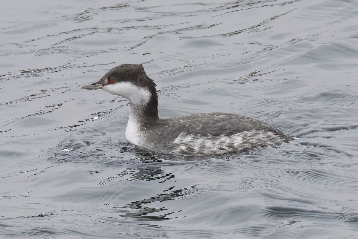Horned Grebe - ML645278507