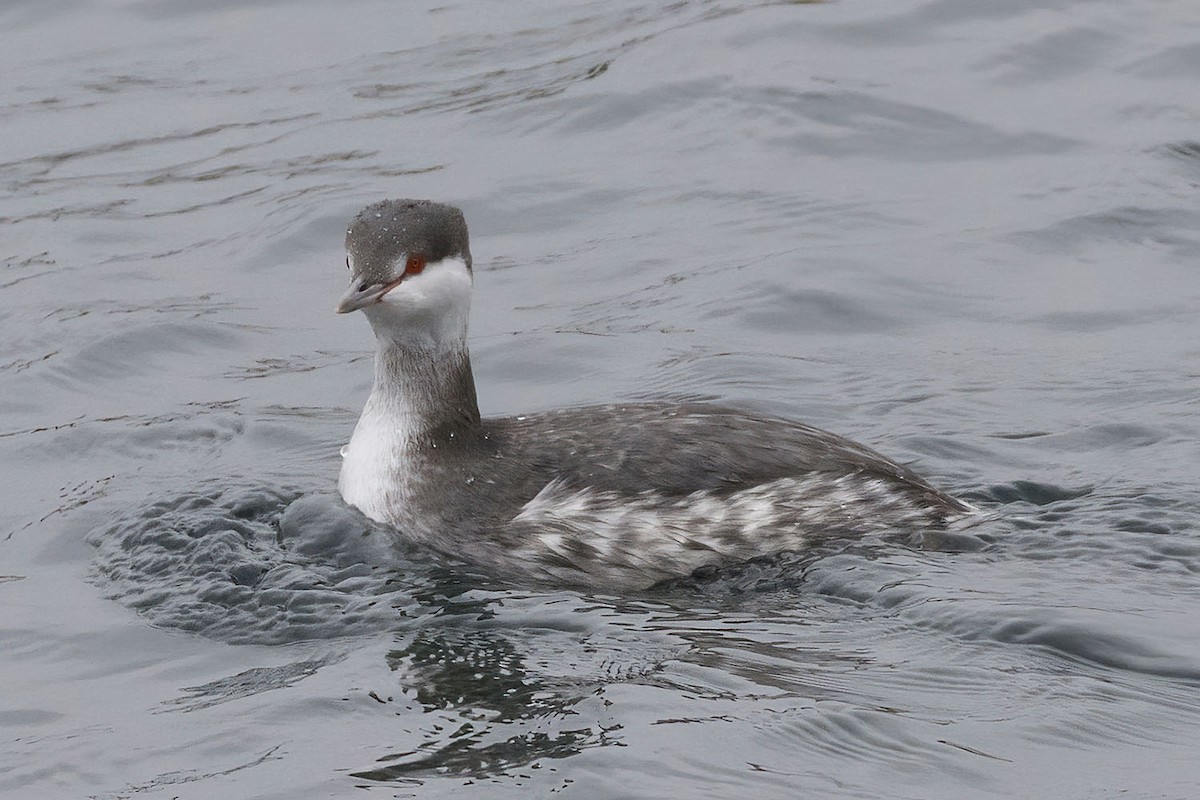 Horned Grebe - ML645278508