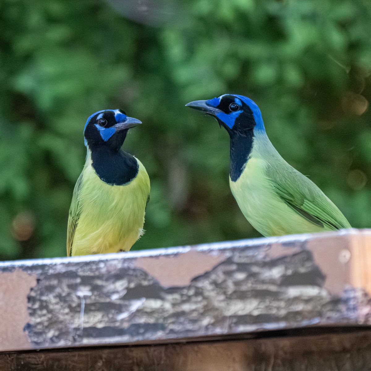 Yeşil Karga [luxuosus grubu] - ML645278512