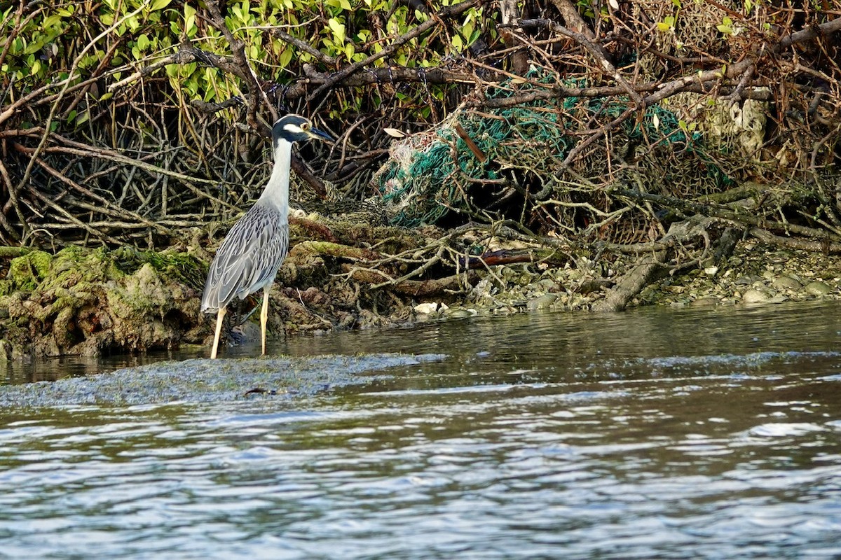 אנפת לילה צהובת-כיפה - ML645278514
