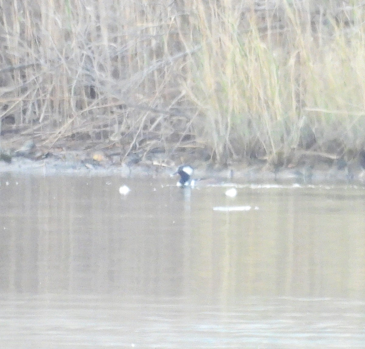 Hooded Merganser - ML645278519