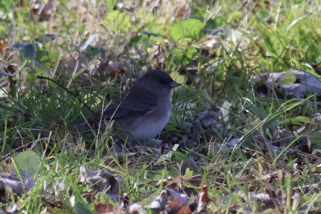 Dark-eyed Junco - ML645278521