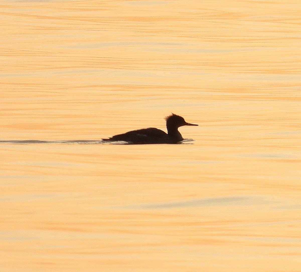 Red-breasted Merganser - ML645278527