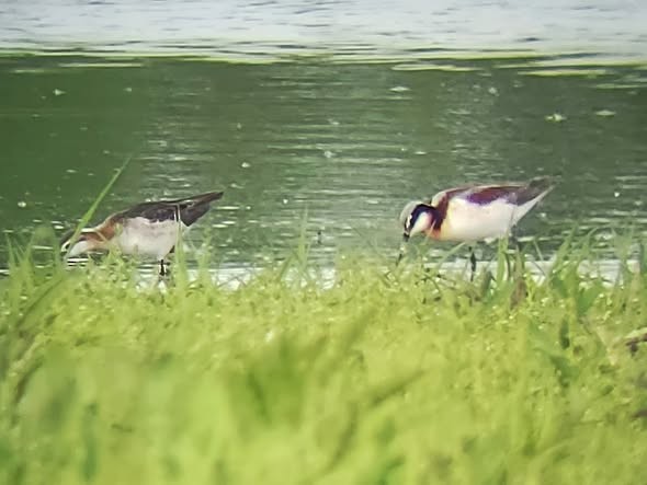 lyskonoh dlouhozobý - ML645278530