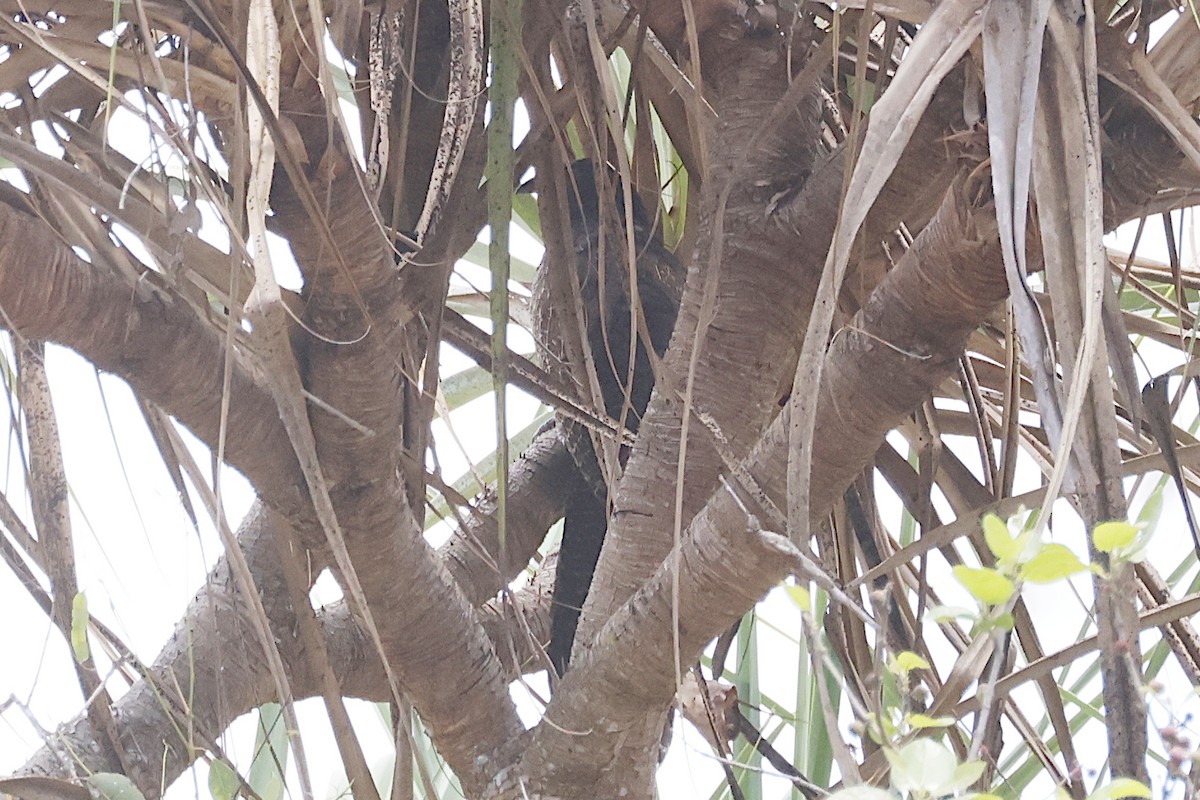 Pheasant Coucal - ML645278532