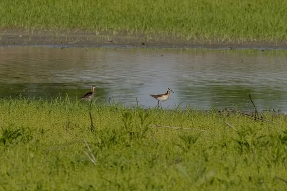 lyskonoh dlouhozobý - ML645278533