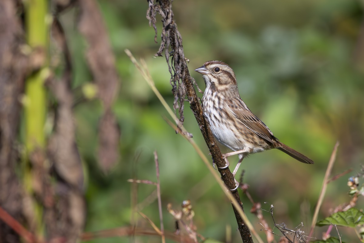 Song Sparrow - ML645278534