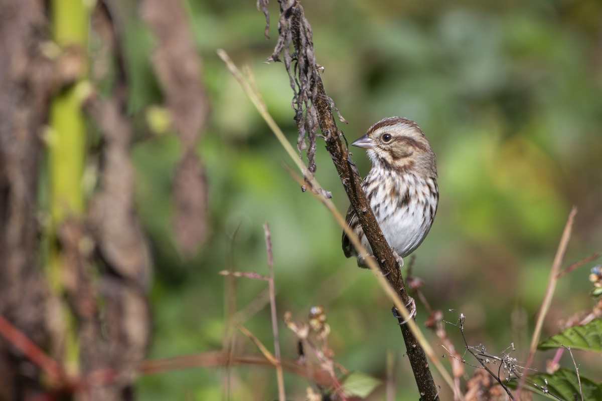 Song Sparrow - ML645278535