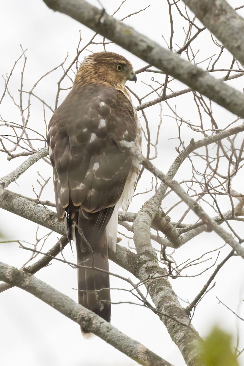 Cooper's Hawk - ML645278536