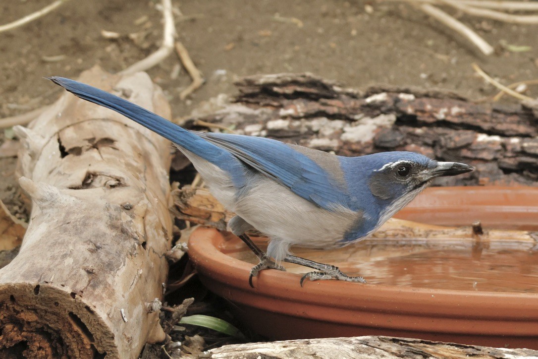 California Scrub-Jay - ML645278544