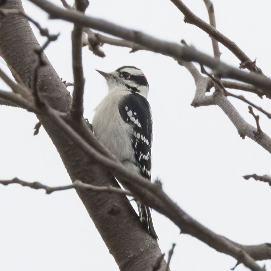 Downy Woodpecker - ML645278545