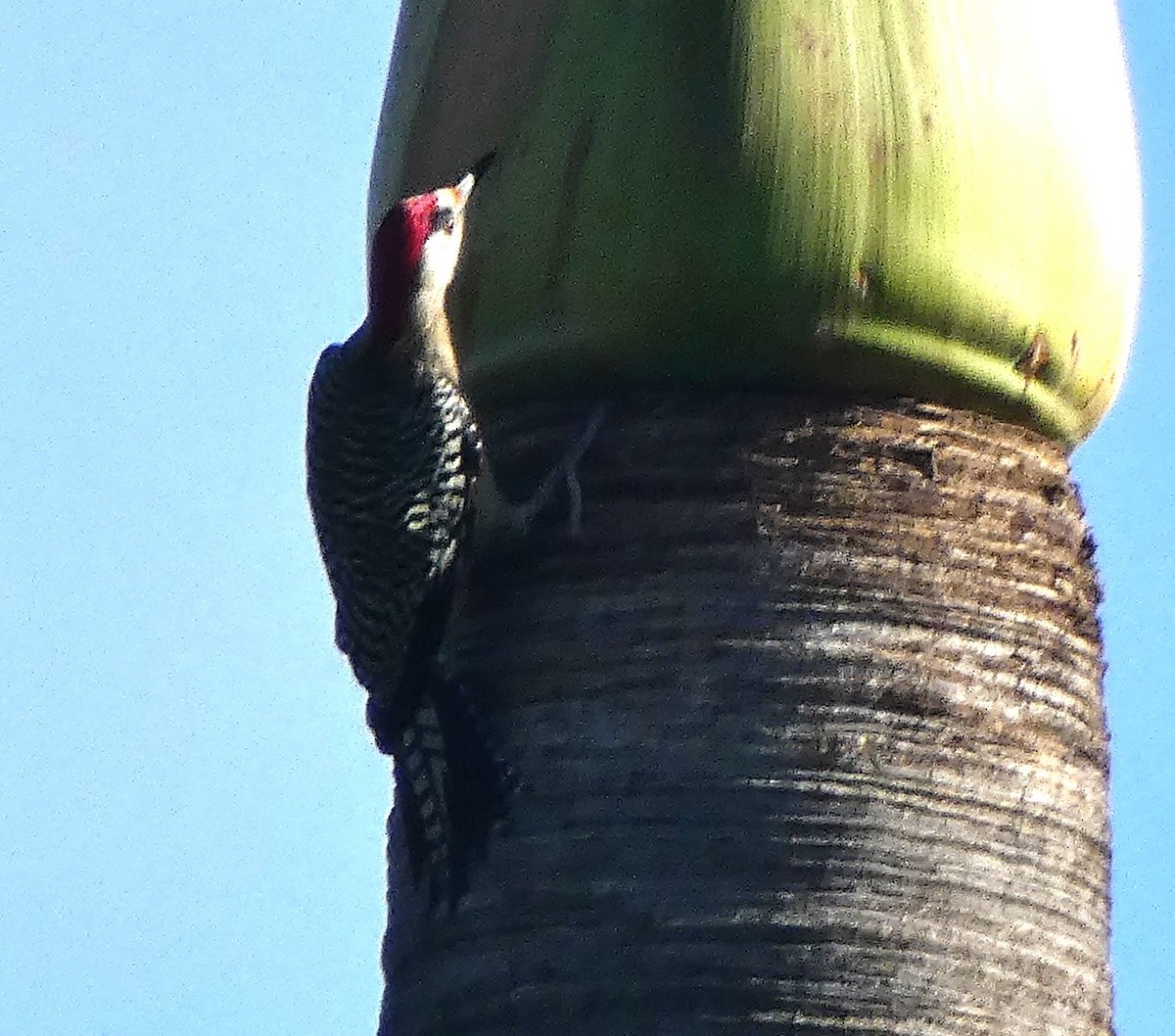 West Indian Woodpecker - ML645278546