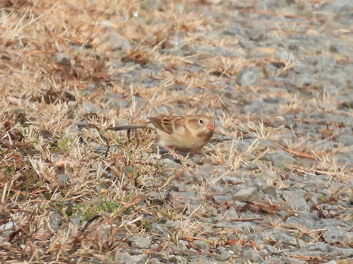 Field Sparrow - ML645278550