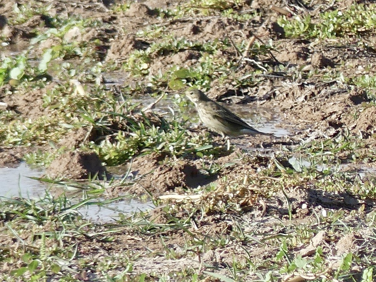 American Pipit - ML645278551