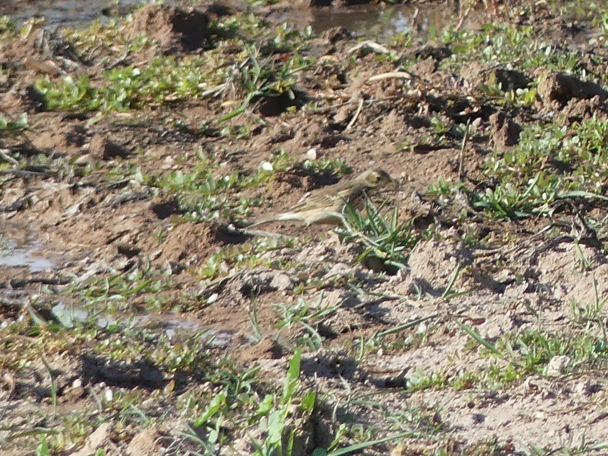 American Pipit - ML645278552