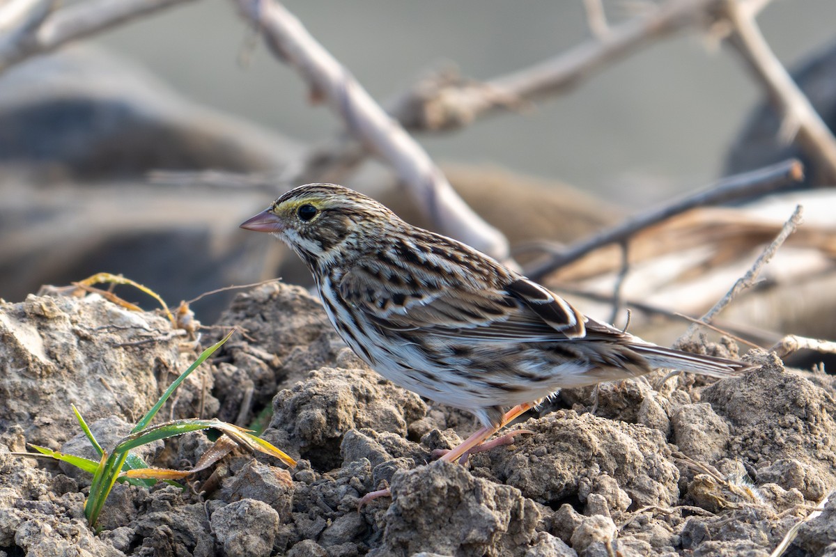 Savannah Sparrow - ML645278553
