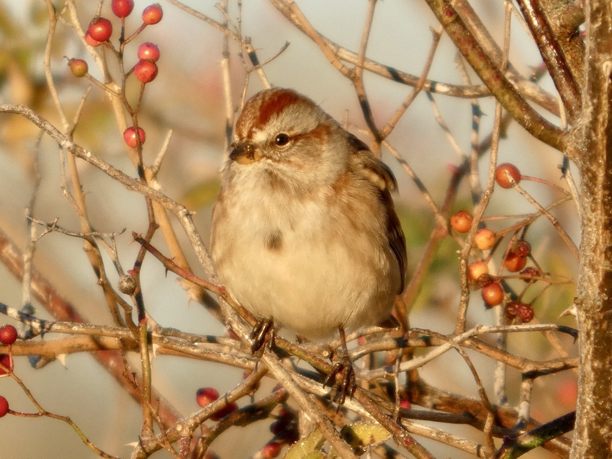 American Tree Sparrow - ML645278554