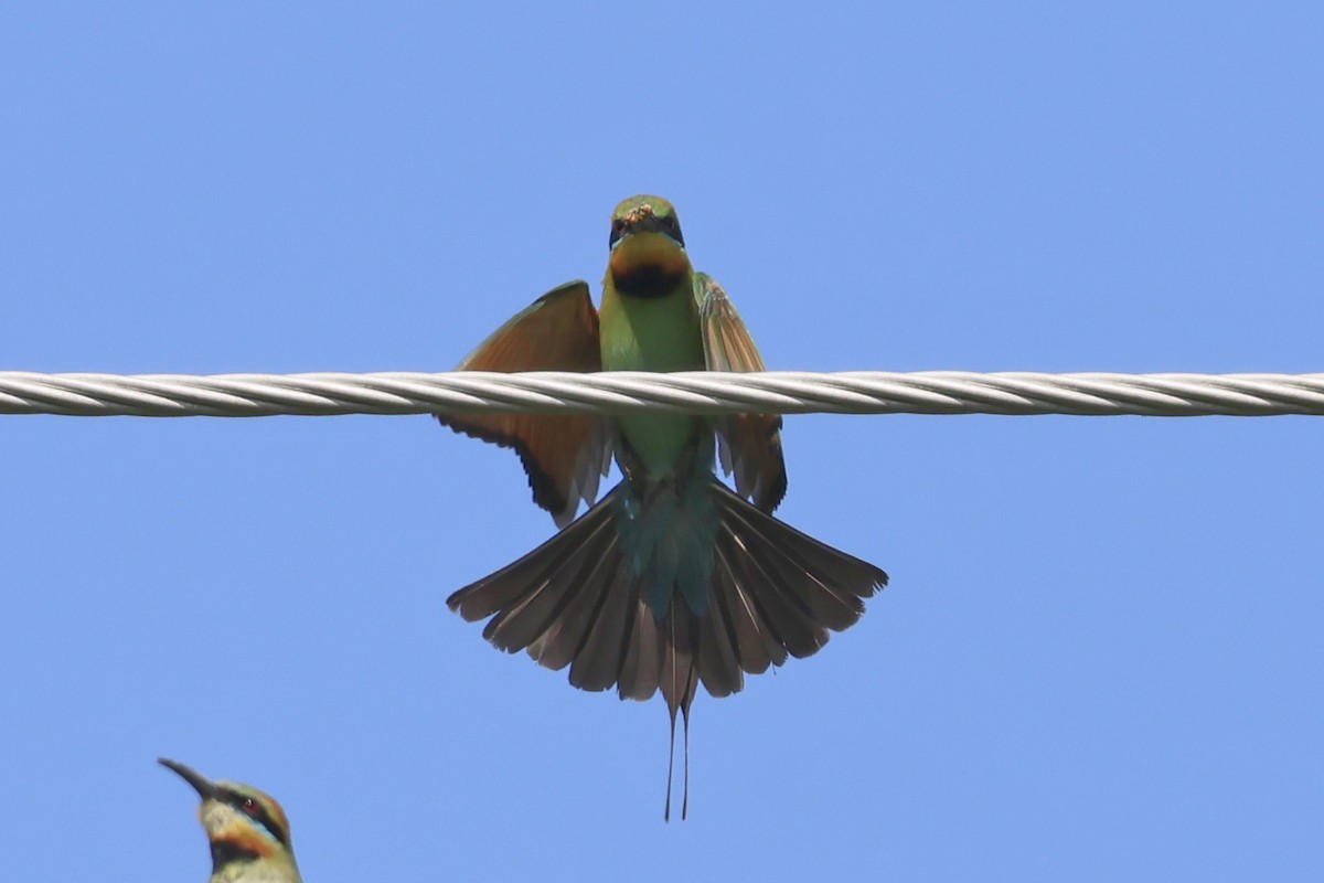 Rainbow Bee-eater - ML645278555