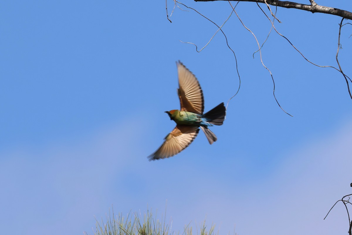 Rainbow Bee-eater - ML645278556