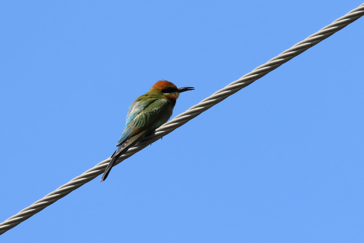 Rainbow Bee-eater - ML645278557