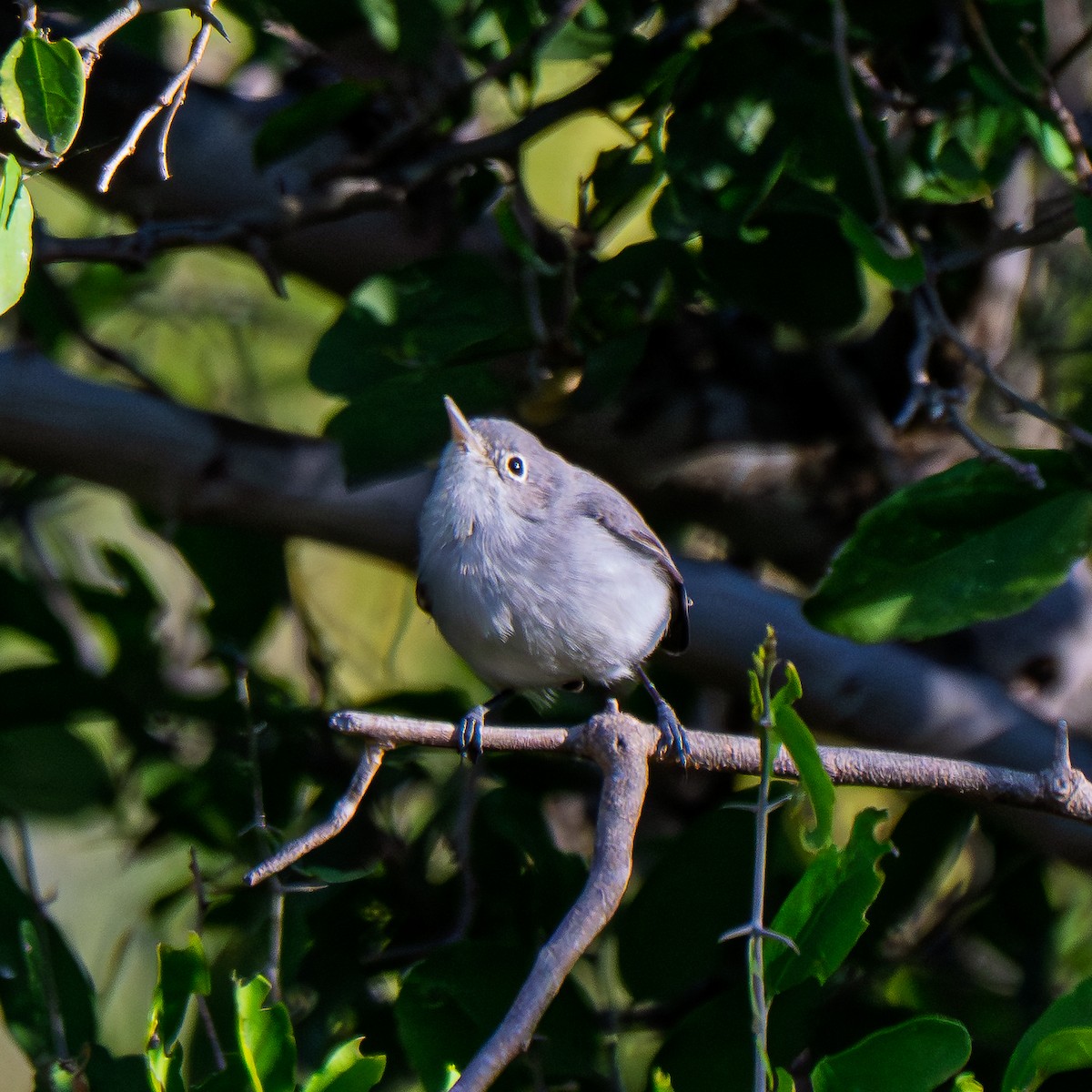 Blue-gray Gnatcatcher (Eastern) - ML645278558