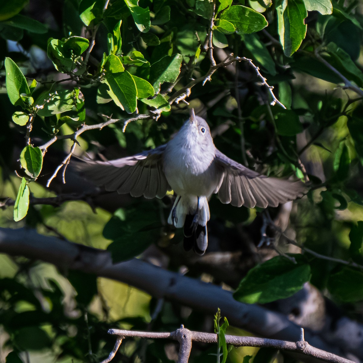 Blue-gray Gnatcatcher (Eastern) - ML645278559
