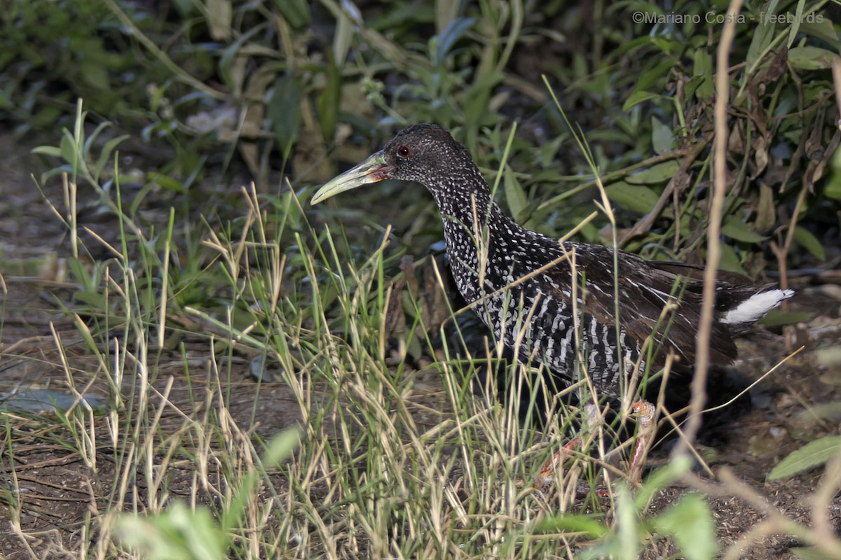Spotted Rail - ML645278561