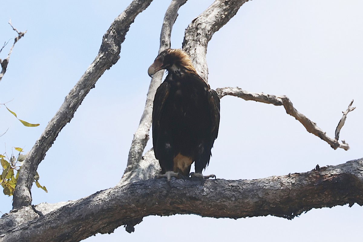 Wedge-tailed Eagle - ML645278562