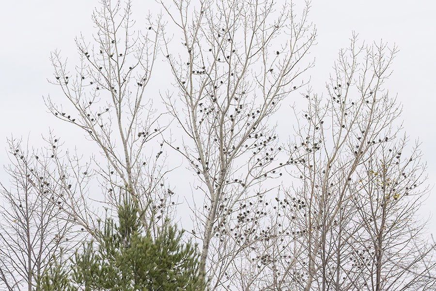 European Starling - ML645278563