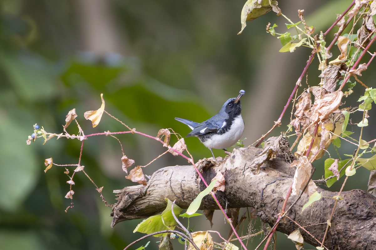 Black-throated Blue Warbler - ML645278564